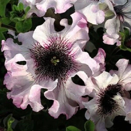 50 Ruffle Pink White Petunia Seeds for Hanging Baskets - Petunia x hybrida - Annual Flower Seeds for Colorful Gardens