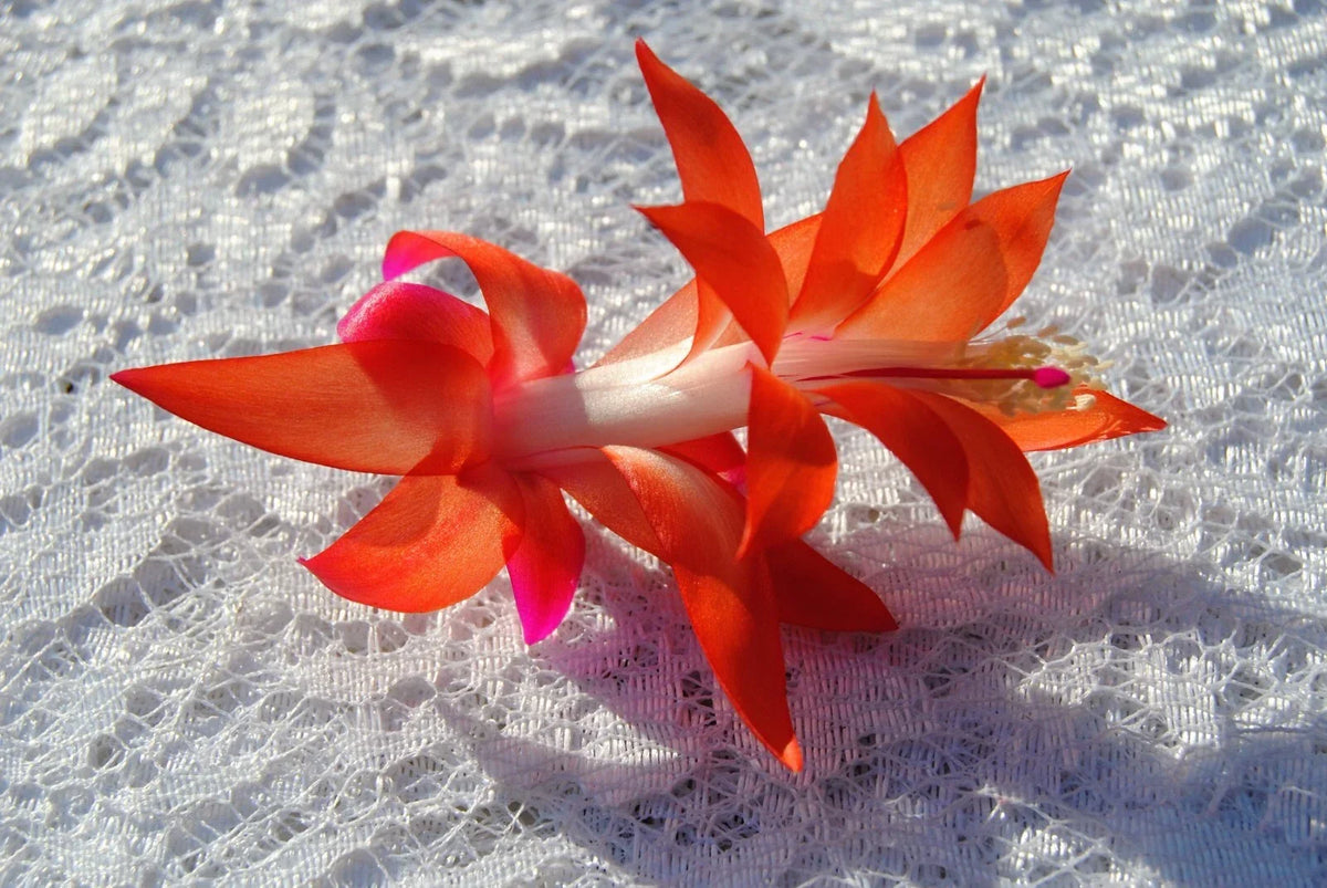 Christmas Cactus Starter Plant - Small Sunset Glow - Schlumbergera Truncata - Well-Rooted Indoor Plant for Home Decor