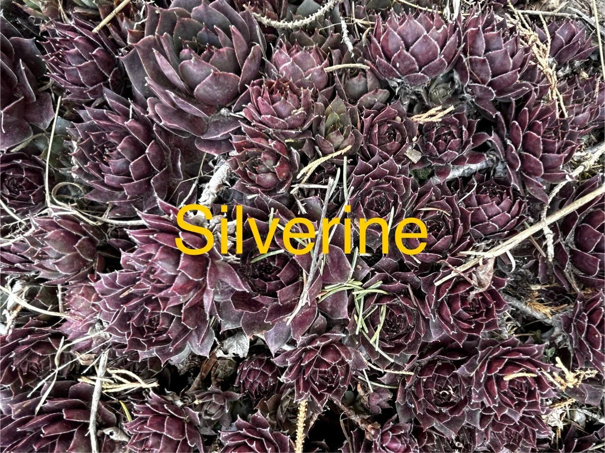 10 Live Silverine Hens and Chicks Succulents Sempervivum - Hardy Perennials for Gardens and Pots, Zones 4-8
