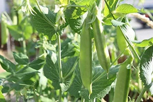 Sugar Pod Snow Peas Seeds | 50 Count | Pisum sativum | Vegetable Seeds for Easy Planting and Abundant Yields