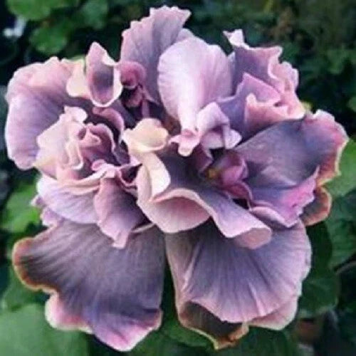 Double Gray Purple Flower Seeds - 20 Perennial Bloom Seeds - Anemone hupehensis - Easy to Grow for Gardens and Cut Flowers