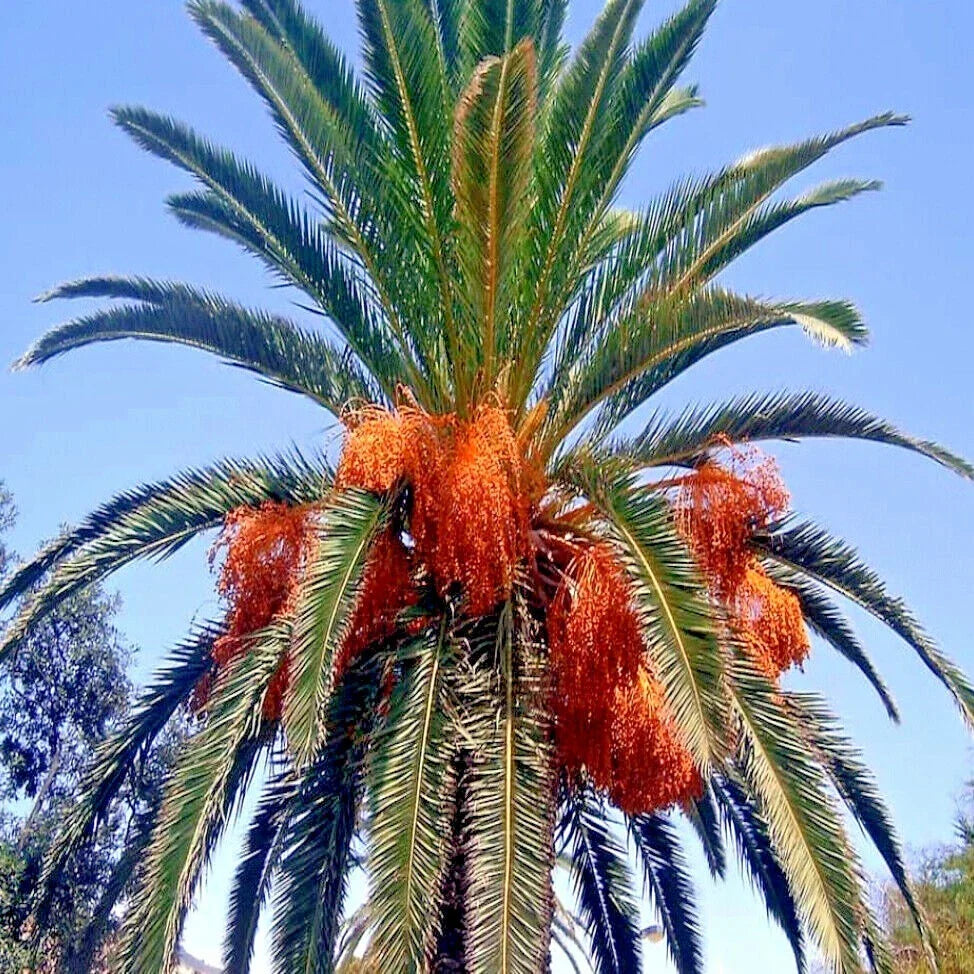 Canary Island Date Palm Tree Seeds - 10 Seeds - Hardy Phoenix Canariensis - Tropical Landscape Plant