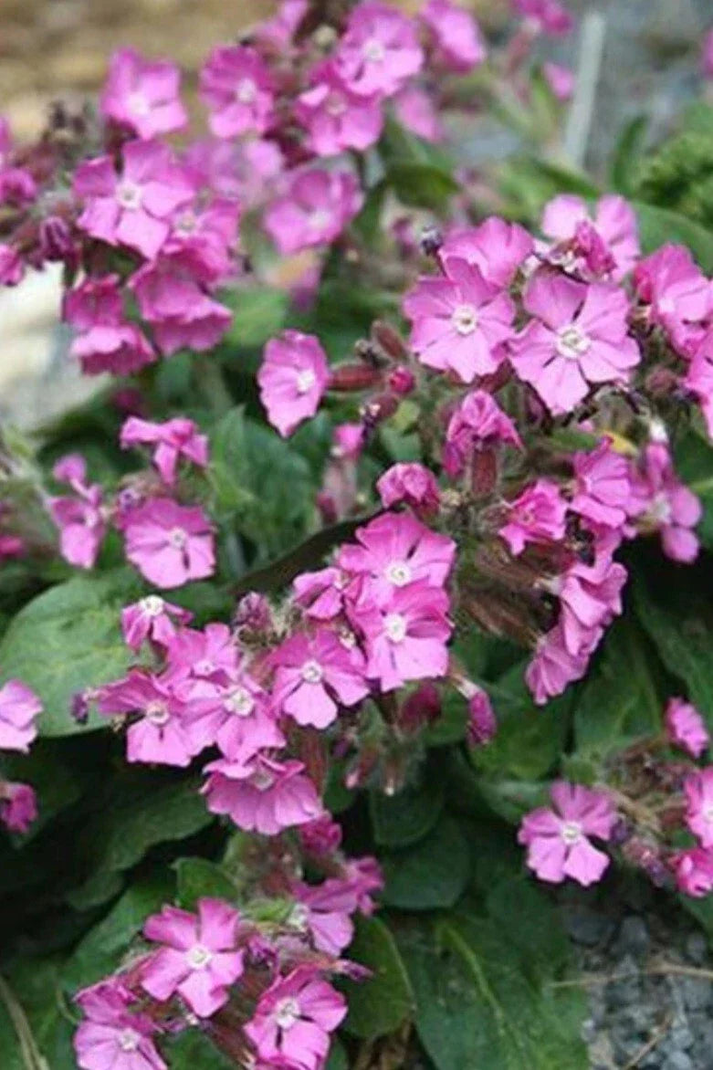 Catchfly Plant Bare Root, Pink Flowers, Perennial - Silene caroliniana - Easy to Grow Garden Addition, Full Sun, Low Maintenance