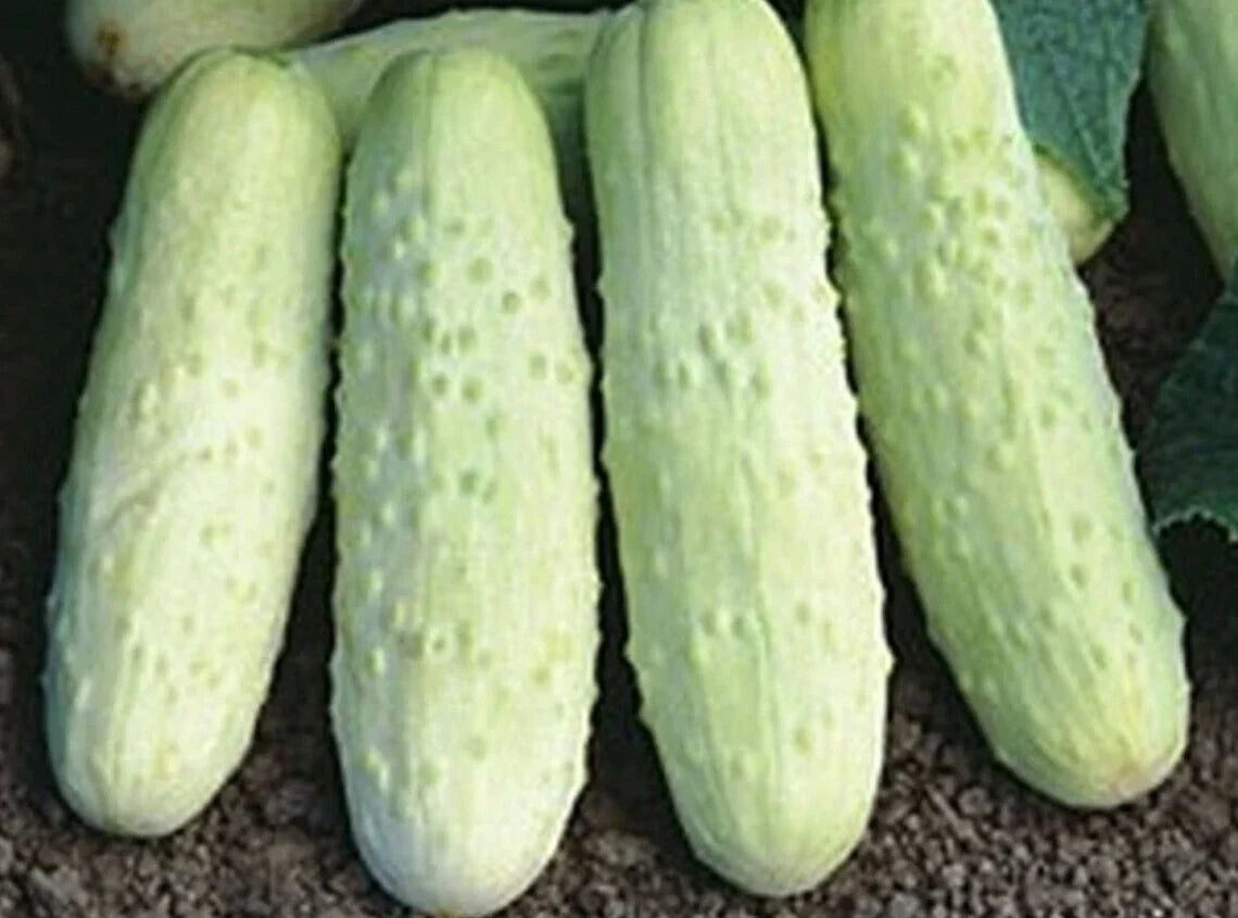 White Wonder Cucumber Seeds - 100+ Heirloom Organic Non-GMO - Cucumis sativus - Rare White Skinned Variety for Home Gardens