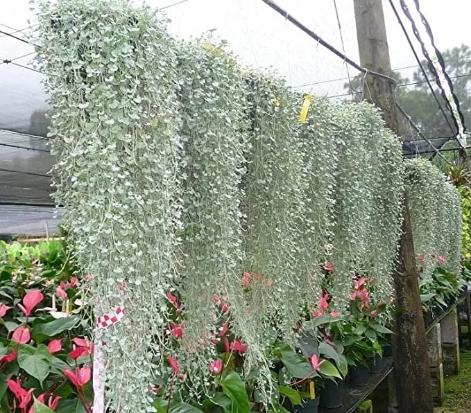 Silver Falls Dichondra Seeds - 10 Seeds - Weeping Plant - Dichondra argentea - Cascading Silver-Green Foliage for Gardens
