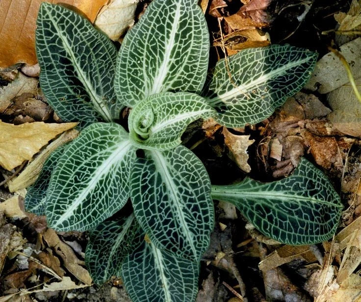 Rattlesnake Orchid Bare-root Plant | Unique Green Foliage | Goodyera oblongifolia | Hardy Perennial for Shaded Gardens