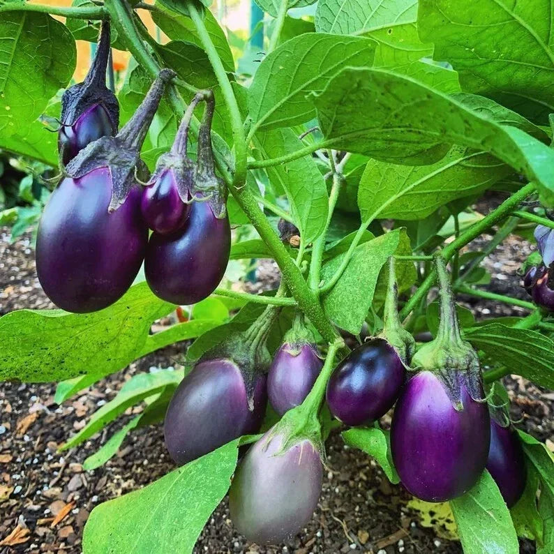 Organic Baby Eggplant Seeds - 40 Count - Patio Variety - Solanum melongena - Non-GMO, USA Grown, Ideal for Small Spaces