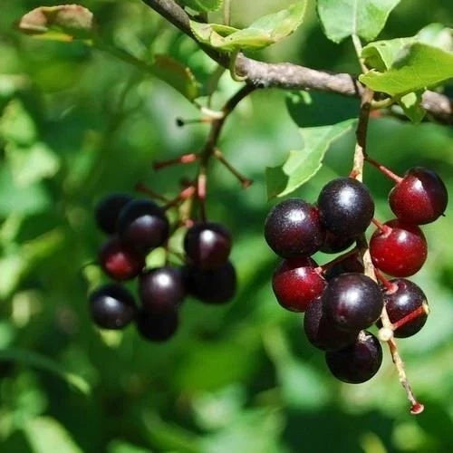 Black Cherry Tree Seeds 15+ Organic Heirloom Prunus serotina Edible Foliage Wildlife Garden