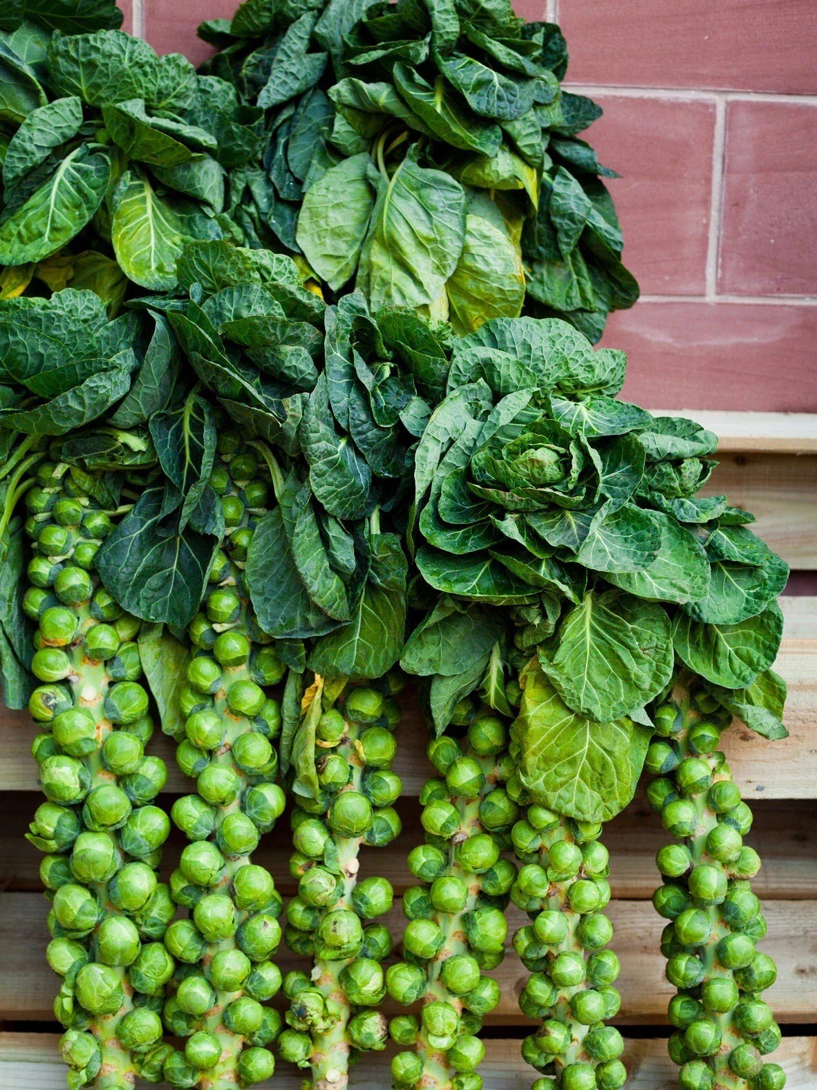 Brussels Sprouts Seeds, 200+ Non-GMO Heirloom Long Island Variety, Organic Brassica oleracea - Ideal for Fall Harvest