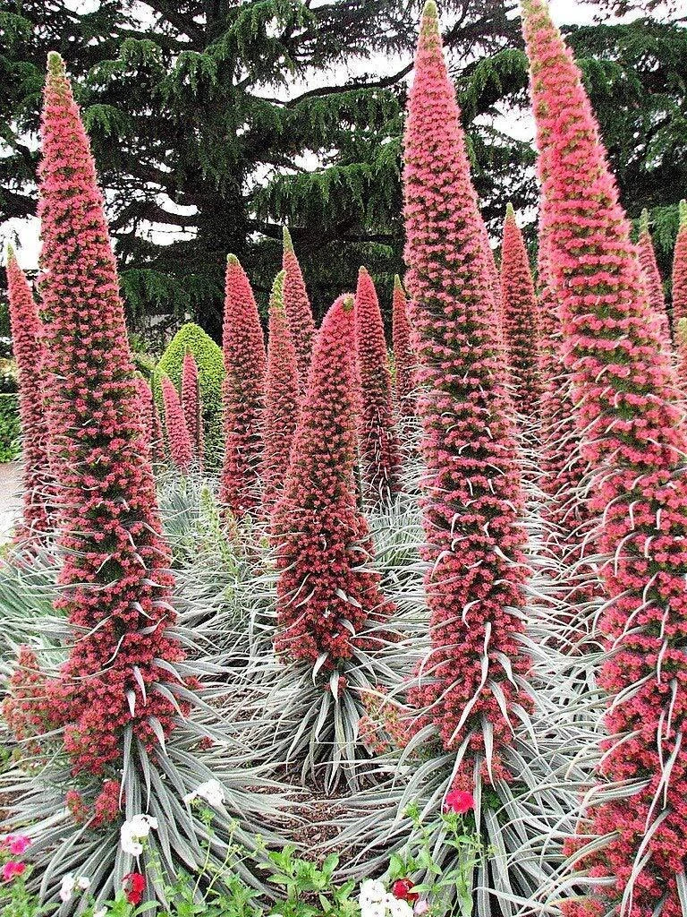 Tower of Jewels Seeds 25 Count Red Bugloss Echium Wildpretii Ruby Hummingbird Flower - Attracts Pollinators, Full Sun