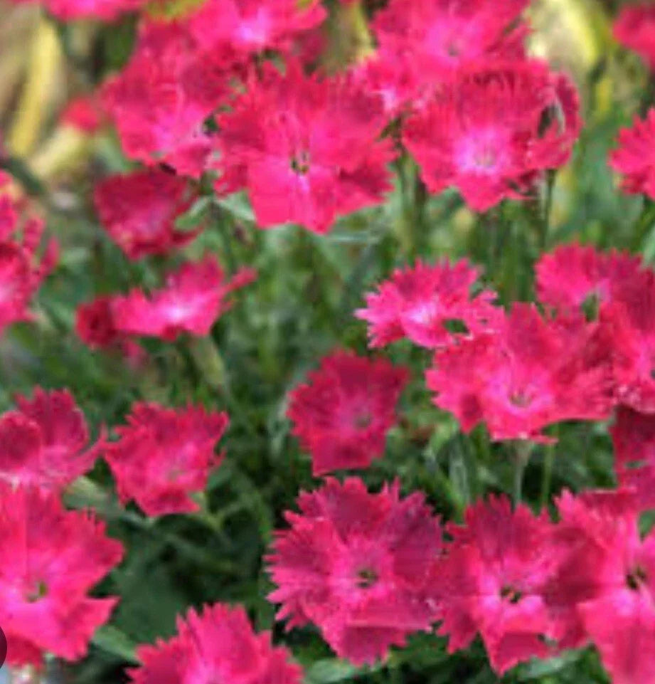 Dianthus Vivid Cherry Bare Root Seedling - Vibrant Red Flowers - Perennial Plant for Full Sun Gardens - Dianthus spp.
