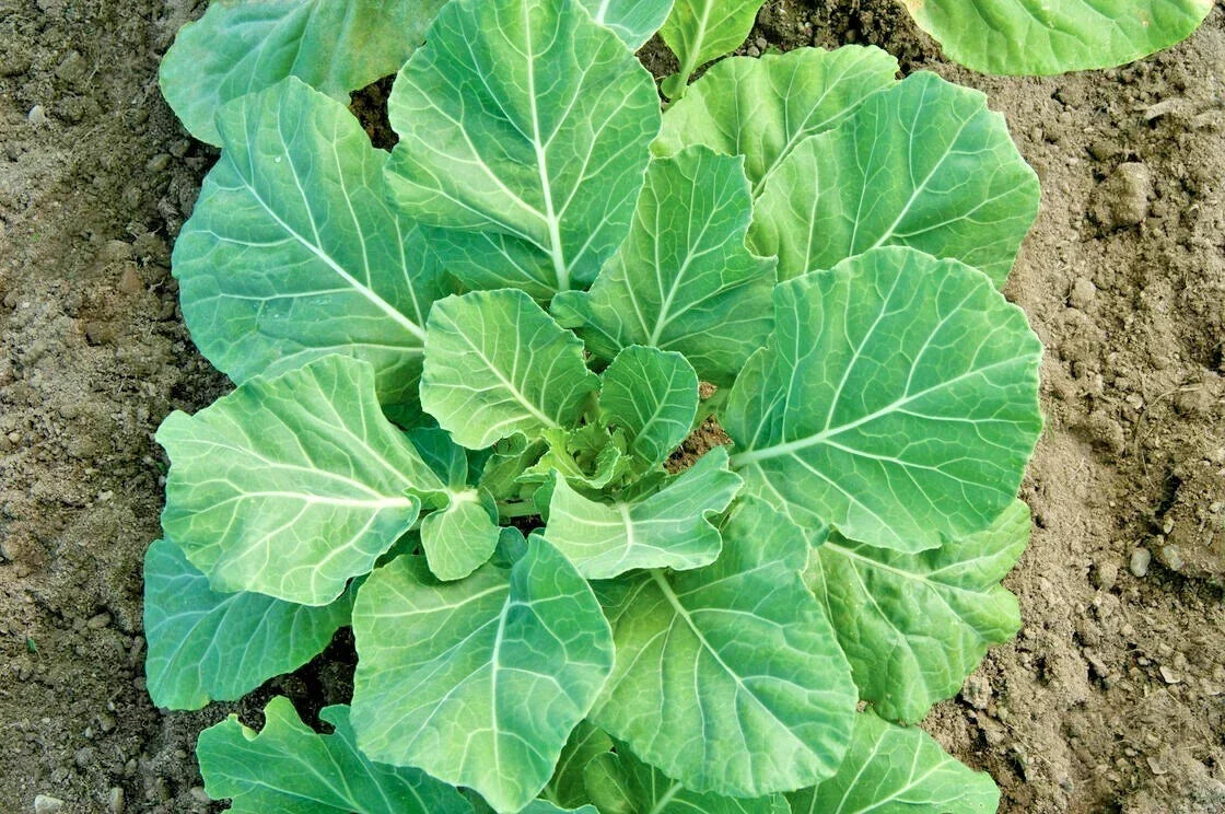 Champion Collard Greens Seeds - 601+ Premium Vegetable Seeds for Garden & Patio - Brassica oleracea var. viridis