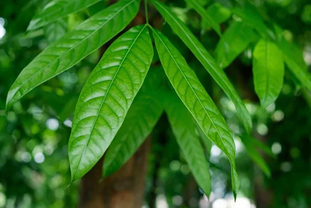 Japanese Stone Oak Tree Seeds - 5 Seeds - Lithocarpus edulis - Hardy Tree with Unique Foliage for Planting