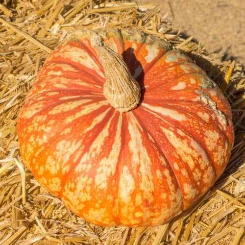 Pumpkin Seeds - 25+ Pack - One Too Many Variety - Cucurbita pepo - USA Grown for Garden Planting - Easy to Grow