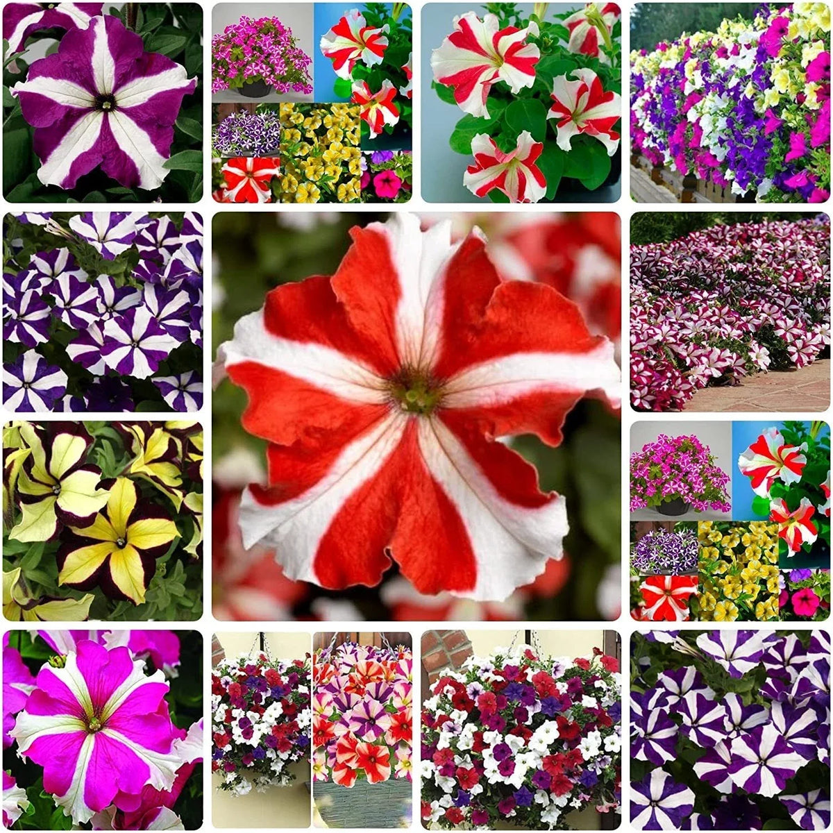 Mixed Petunia Flower Seeds | 100 Non-GMO Seeds | Rare Varieties | Petunia x hybrida | Vibrant Colors for Planting