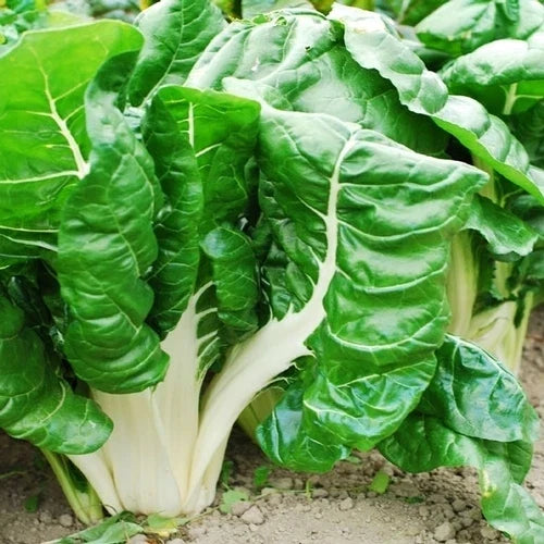 Swiss Chard Seeds - Fordhook Giant Variety - Non-GMO - Beta vulgaris subsp. cicla - 100 Seeds for Home Gardening