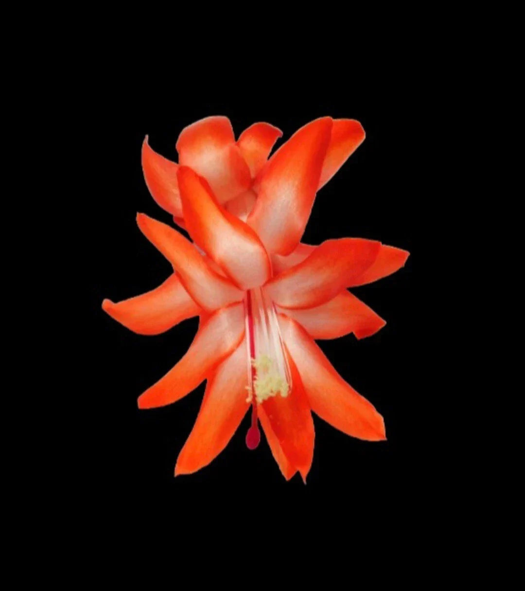 Thanksgiving Cactus Cuttings - 5 Unrooted - Desert Sun Variety - Schlumbergera truncata - Indoor Gardening Plant
