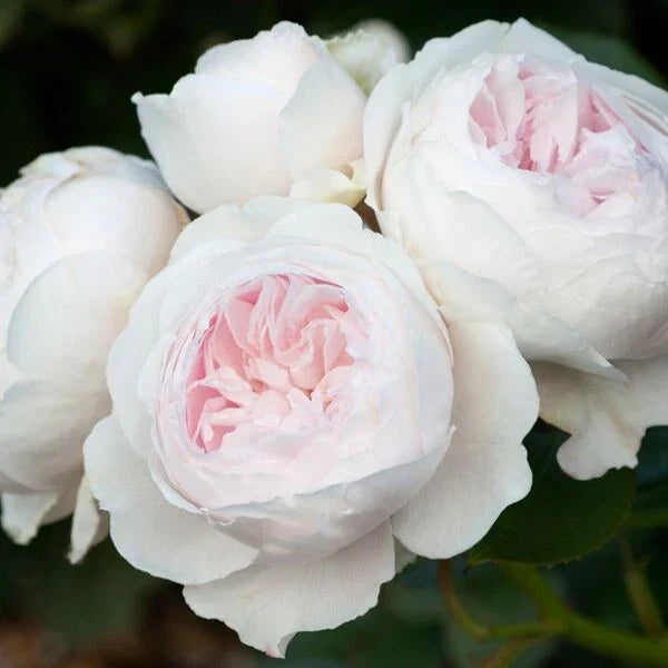Earth Angel Rose Cuttings - 4 Live Shrub Bush Cuttings - Rosa 'Earth Angel' - Fragrant Blooms for Easy Gardening