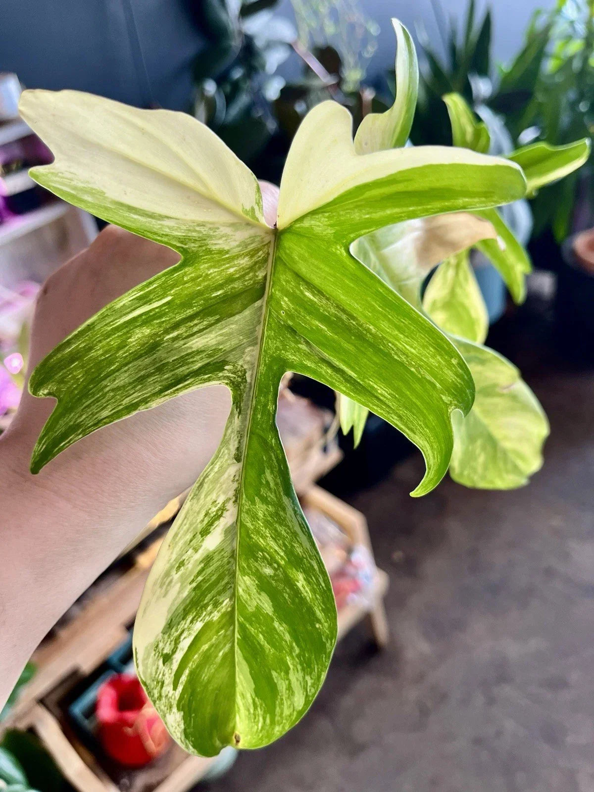 Rare Indoor Plant Bare Root Philodendron Florida Beauty Variegated Philodendron 'Florida Beauty' Unique Houseplant