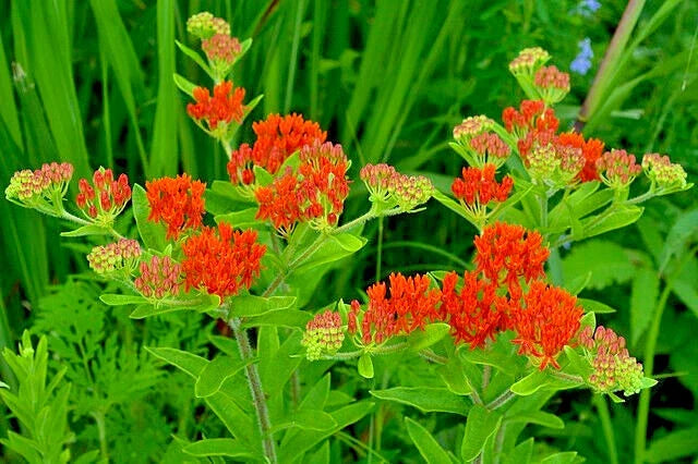 Milkweed Seeds 100 Count - Asclepias Tuberosa, Orange Butterfly Weed, Pollinator-Friendly Wildflower, Attracts Monarchs