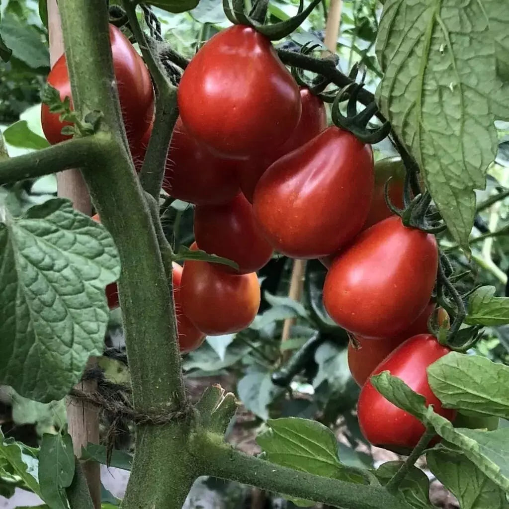 Napoli Tomato Seeds - 30+ Heirloom Organic NON-GMO - Solanum lycopersicum - Fresh Garden Seeds for Juicy Tomatoes