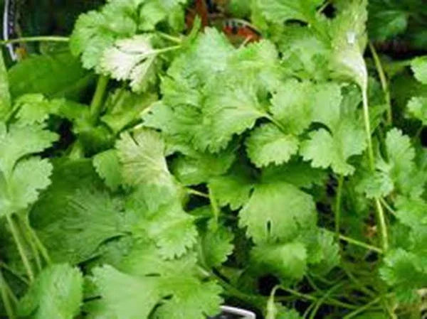Cilantro Seeds Pack of 100 Non-GMO Heirloom Slow Bolt Variety Coriandrum sativum for Culinary Herb Gardening