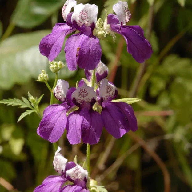 Collinsia heterophylla Flower Seeds, Chinese Houses, Unique Shape, Perennial Garden Seeds, Purple Blue White Blooms, 100 Seeds