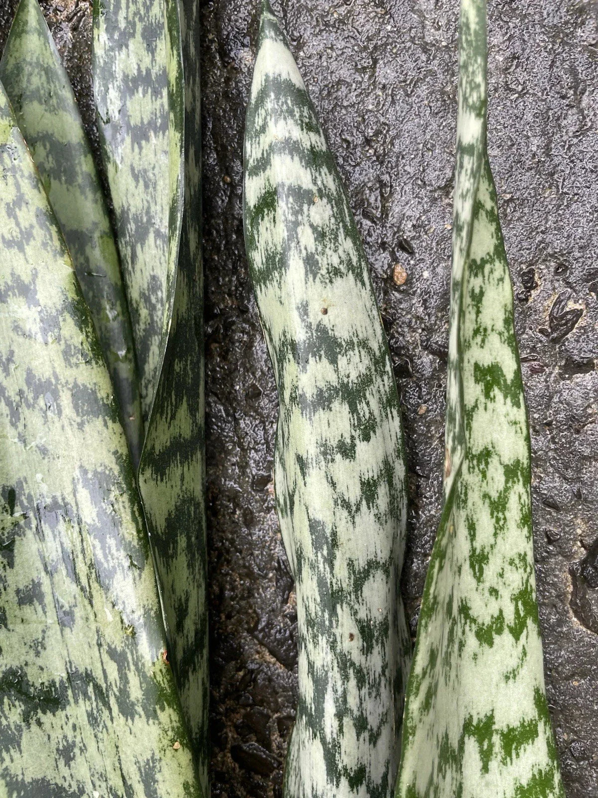 Sansevieria Leaf Cuttings - 4 Organic Snake Plant Cuttings - Sansevieria trifasciata - Indoor Houseplant Starter
