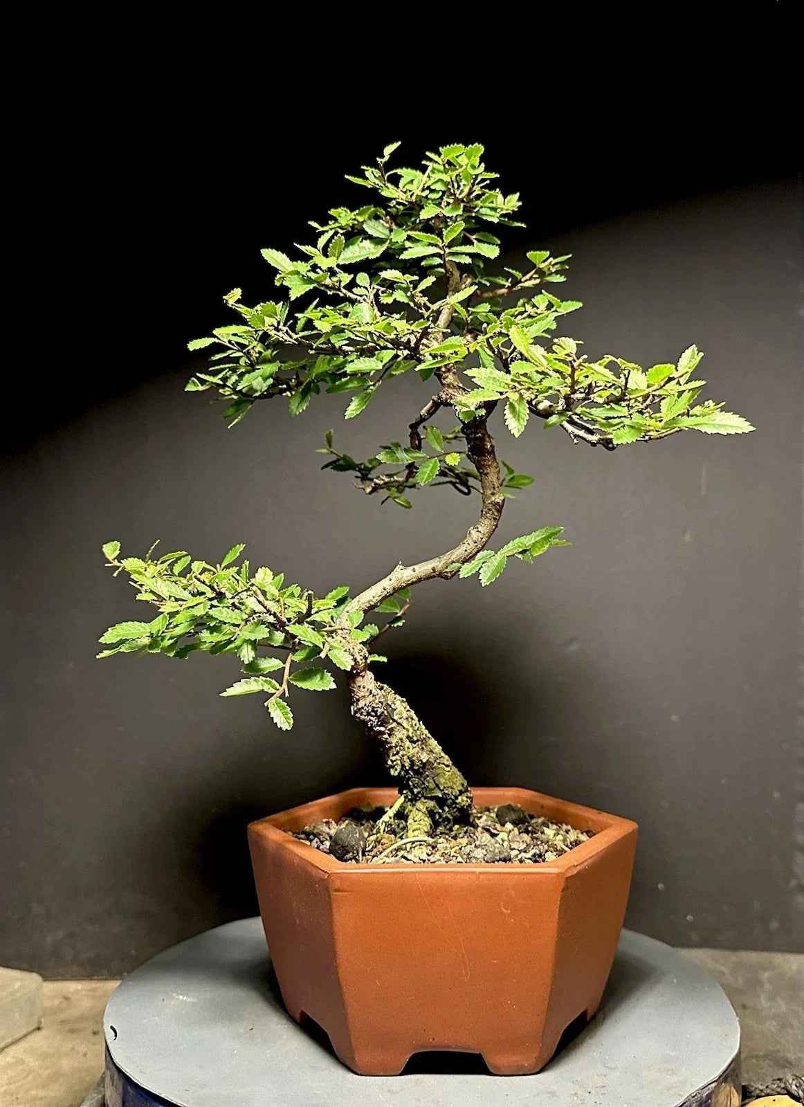 Bonsai Tree 13" Cork Bark Chinese Elm in Decorative Pot - Ulmus parvifolia - Indoor/Outdoor Low-Maintenance Plant