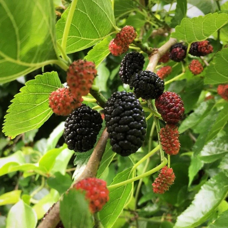 Live Mulberry Tree Plant | 1-Year-Old Well-Rooted | Morus nigra | Fast-Growing Fruit Tree for Home Gardens