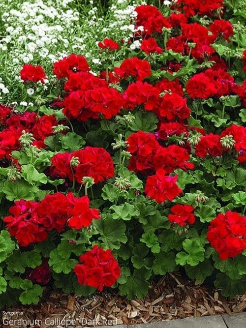 Ivy Geranium Cuttings 8 Pack Mountie Red for Rooting Pelargonium peltatum - Cascading Trailing Flowers for Gardens and Baskets