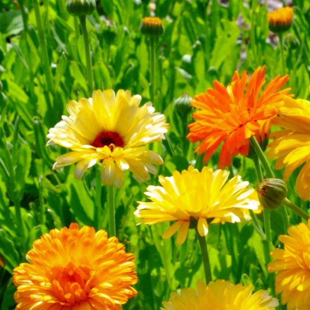 Calendula Seeds | Pacific Beauty Mix | Heirloom Flower Seeds | Calendula officinalis | Edible Blooms, Attracts Pollinators