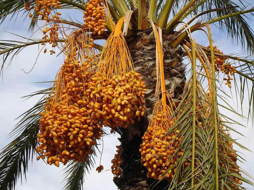 Medjool Date Palm Tree Seeds - 12 Pack, Edible Fruit, Phoenix Dactylifera, Ideal for Home Gardening, Tropical Oasis
