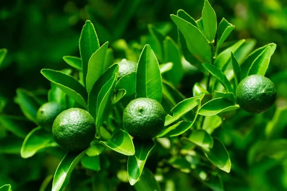 Dwarf Lime Tree Seeds - 30+ Seeds - Citrus aurantiifolia - Compact Growth for Home Gardening - Ships from Iowa, USA