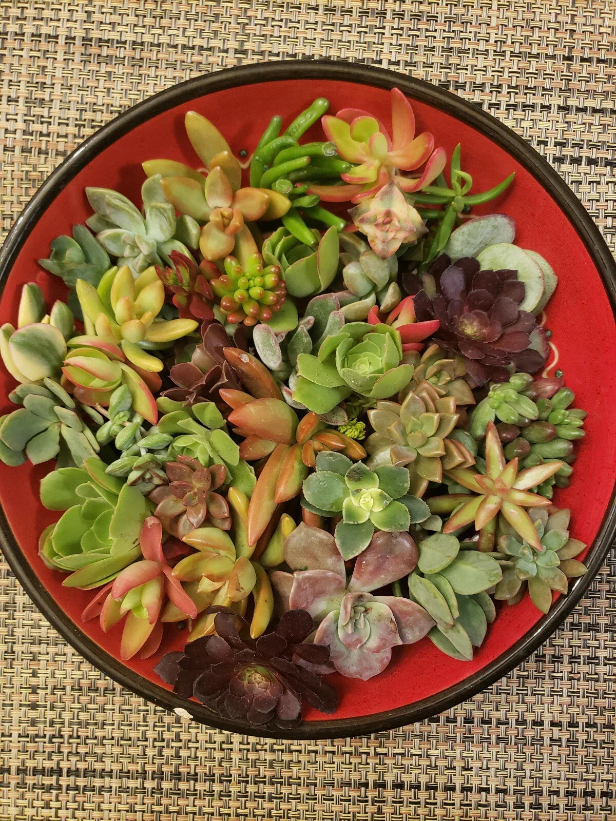 40 Succulent Cuttings Set | 30 Varieties | Echeveria, Sedum & More | Ideal for Terrariums & Home Decor | Various Species