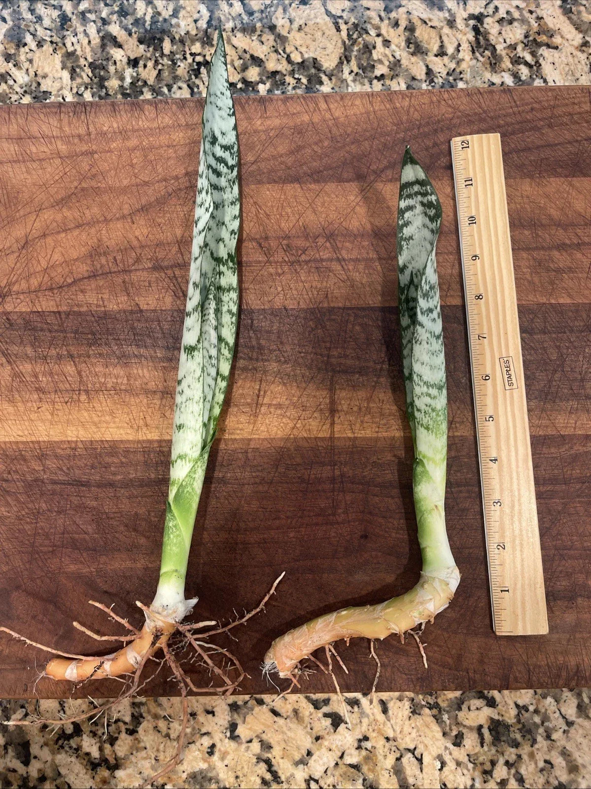 2 Snake Plants 12" Sansevieria Zeylanica Mother-in-Law's Tongue Indoor Houseplants - Low Maintenance Air-Purifying Decor