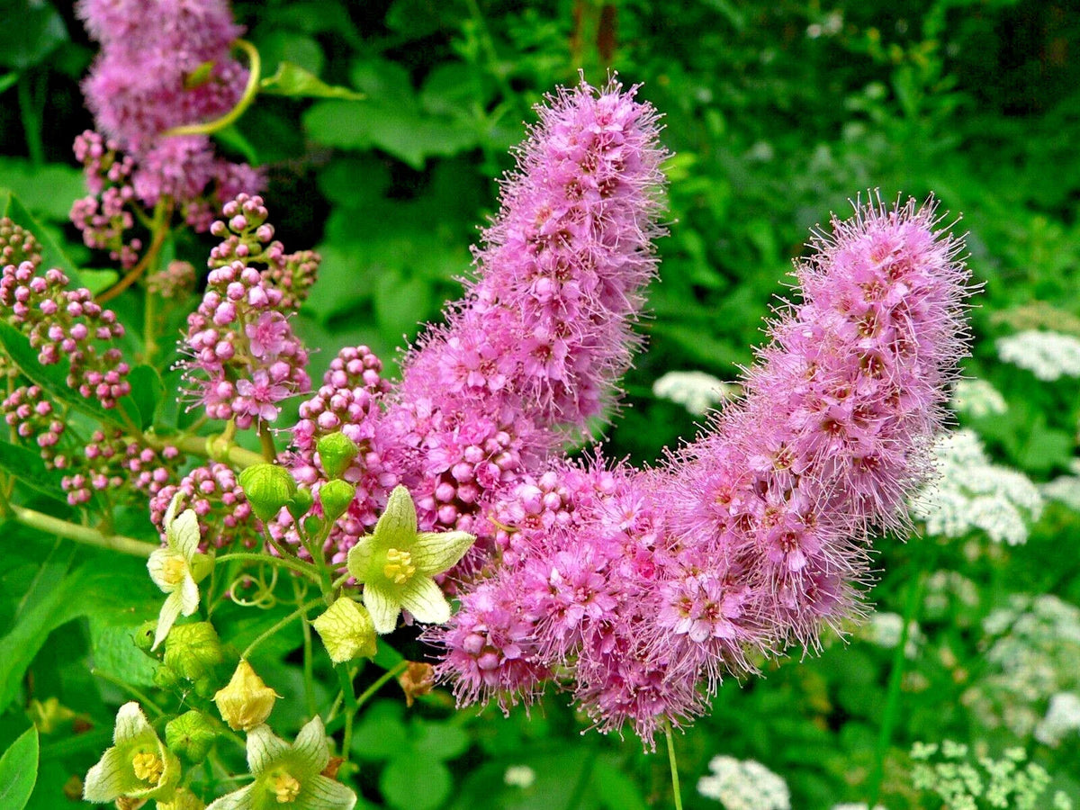 Western Spirea Seeds - 1000 Count - Spiraea douglasii - Steeple Bush Wildflower - Pink Flower Clusters for Gardens