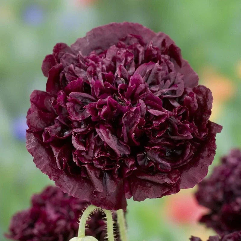 Poppy Seeds 500 Count Double Black Peony Flowers Non-GMO Papaver somniferum for Stunning Garden Blooms