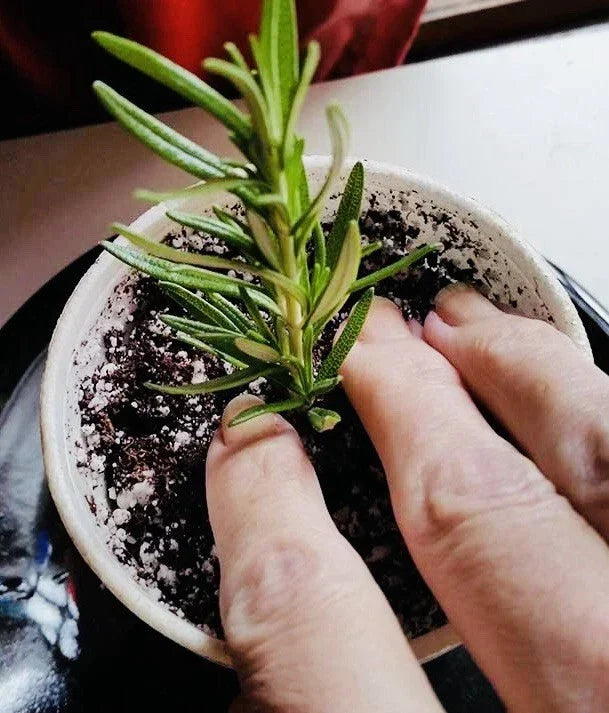 Rosemary Clippings - 10 Fresh Cuttings - Culinary Herb for Cooking - Rosmarinus officinalis - Easy Propagation