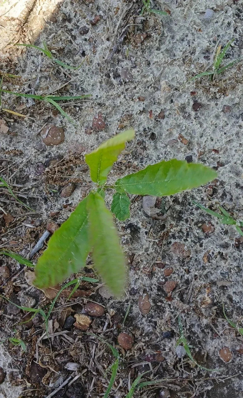 Sawtooth Oak Seedlings 5-Pack Fast-Growing Quercus acutissima Live Plants for Landscaping and Wildlife