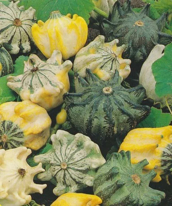 Gourd Seeds Packet - Shenot's Crown of Thorns - Unique Decorative Gourds - Cucurbita pepo - Fresh Seeds for Gardening