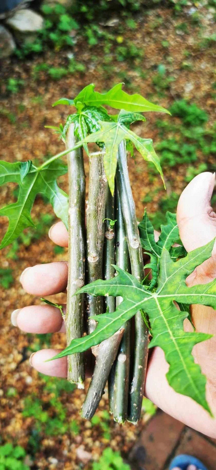 Tree Spinach Cuttings - Edible Chaya Plant - Cnidoscolus aconitifolius - Nutrient-Rich Mayan Greens for Garden