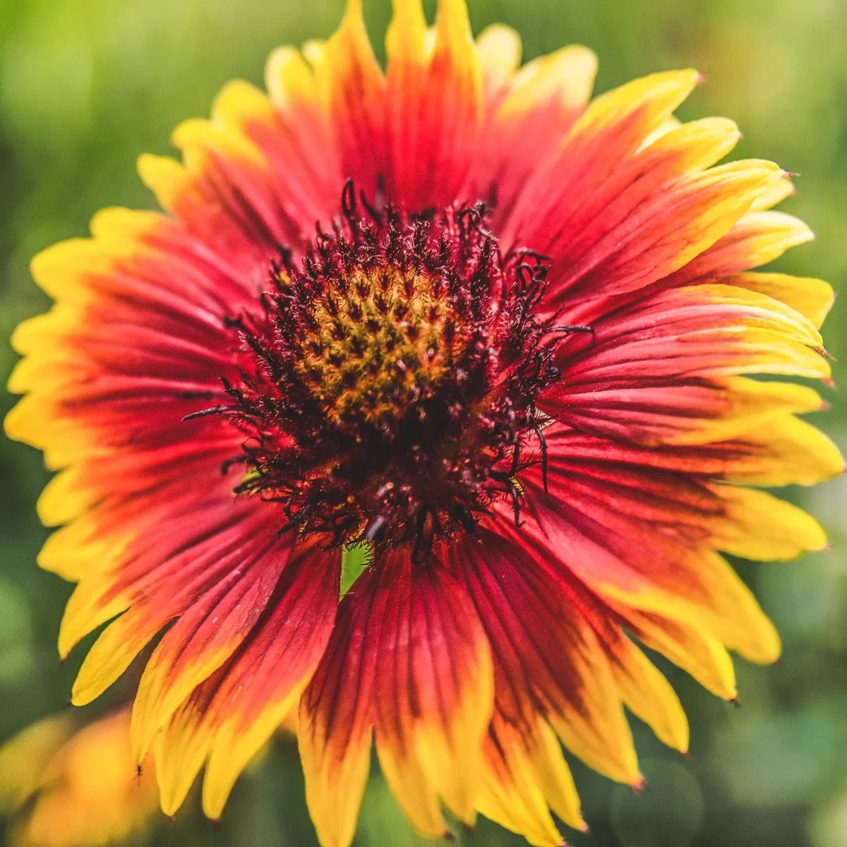 Indian Blanket Flower Seeds - 200+ Count - Gaillardia pulchella - Vibrant Red and Yellow Wildflower Seeds for 2025 Planting