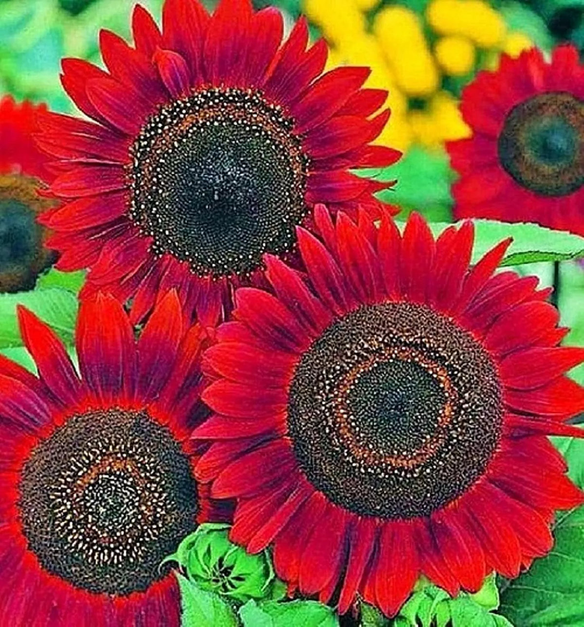 Sunflower Seeds for Planting 50 Count - Easy to Grow Helianthus annuus - Vibrant Yellow Flowers for Garden
