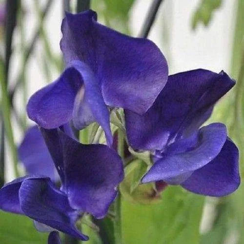 Royal Navy Blue Sweet Pea Seeds | Packet of 20 | Blue/Purple Flowers | Lathyrus odoratus | Non-GMO Garden Seeds