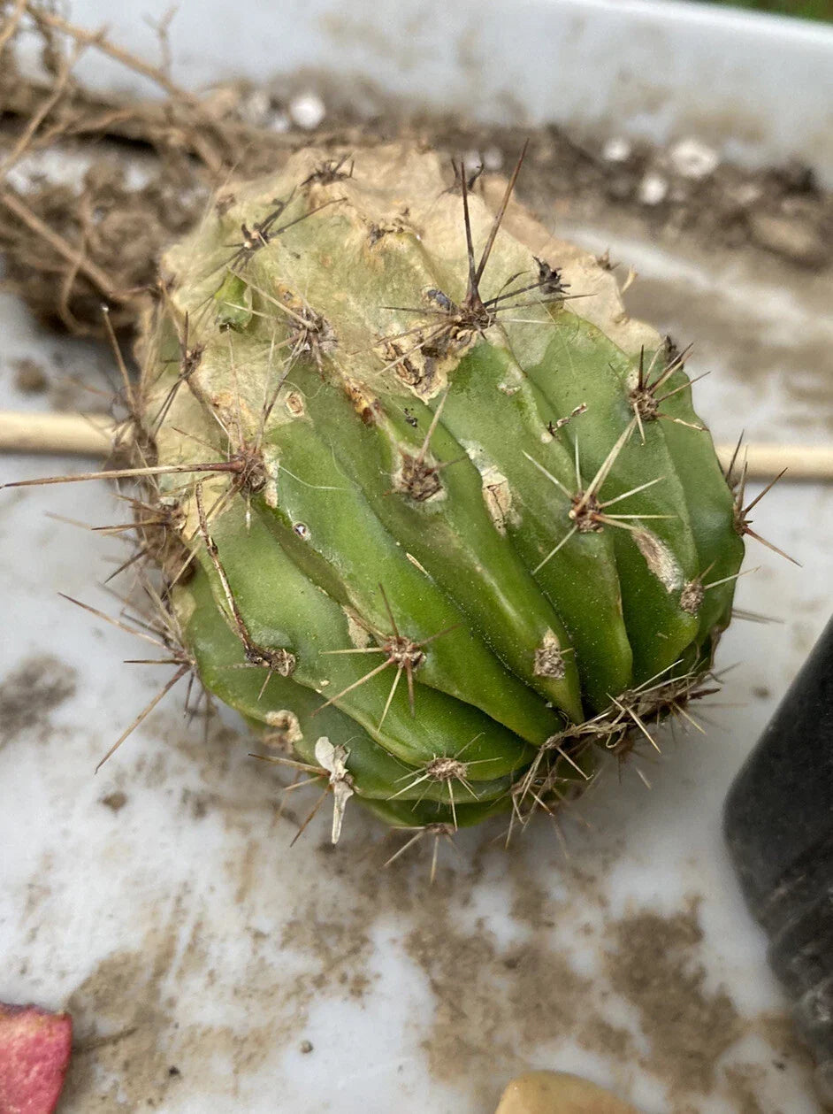 Echinobivia Cactus Pup 2-inch Rainbow Bursts Succulent Plant, Colorful Indoor Outdoor Flora, Echinobivia 'Rainbow Bursts'