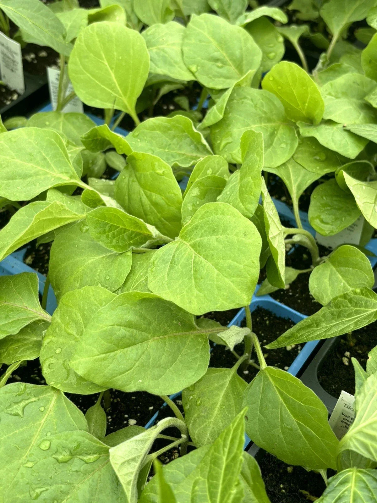 Black Beauty Eggplant Live Plants 4-Pack, Heirloom Variety, Solanum melongena, 5-10 Inches Tall, Dark Purple Fruits