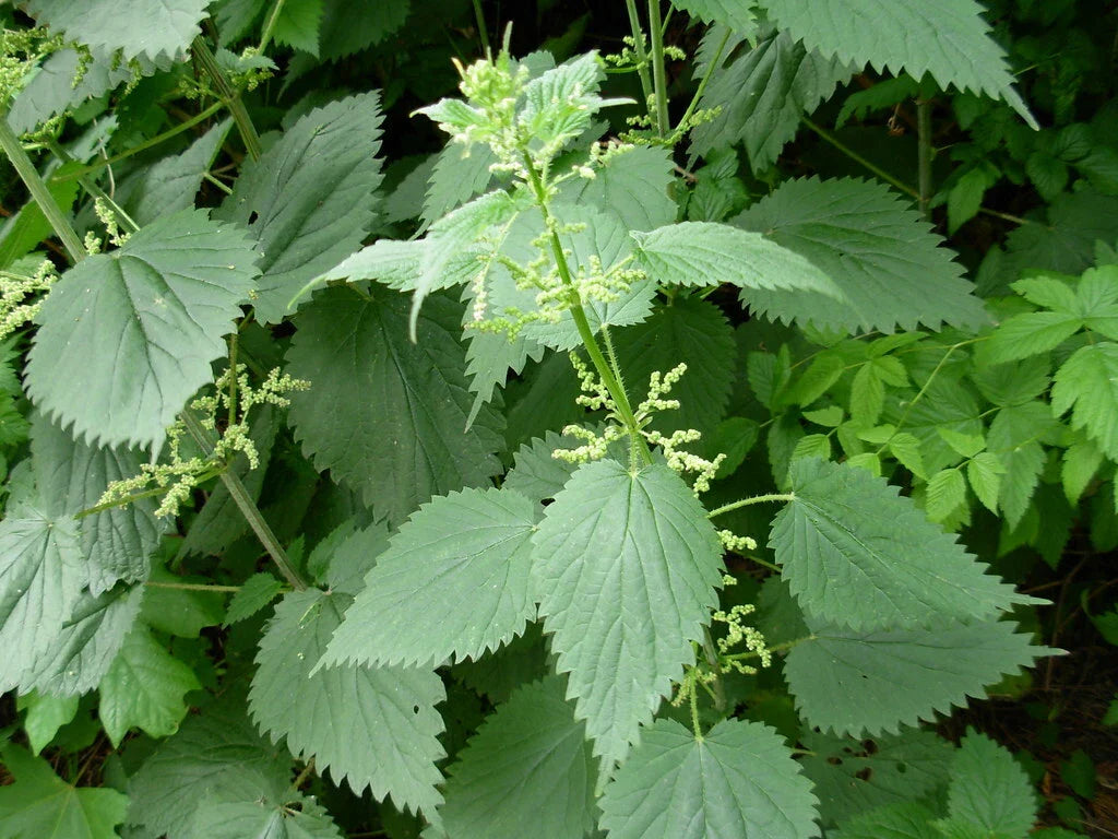 Stinging Nettle Seeds - 100 Pack - Urtica dioica - Organic Herbal Plant for Medicinal Use