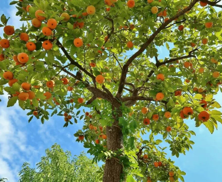 American Persimmon Tree Seedling 6-12" Quart Pot Cold Hardy Diospyros Virginiana Orange Fruit Full Sun Outdoor Plant