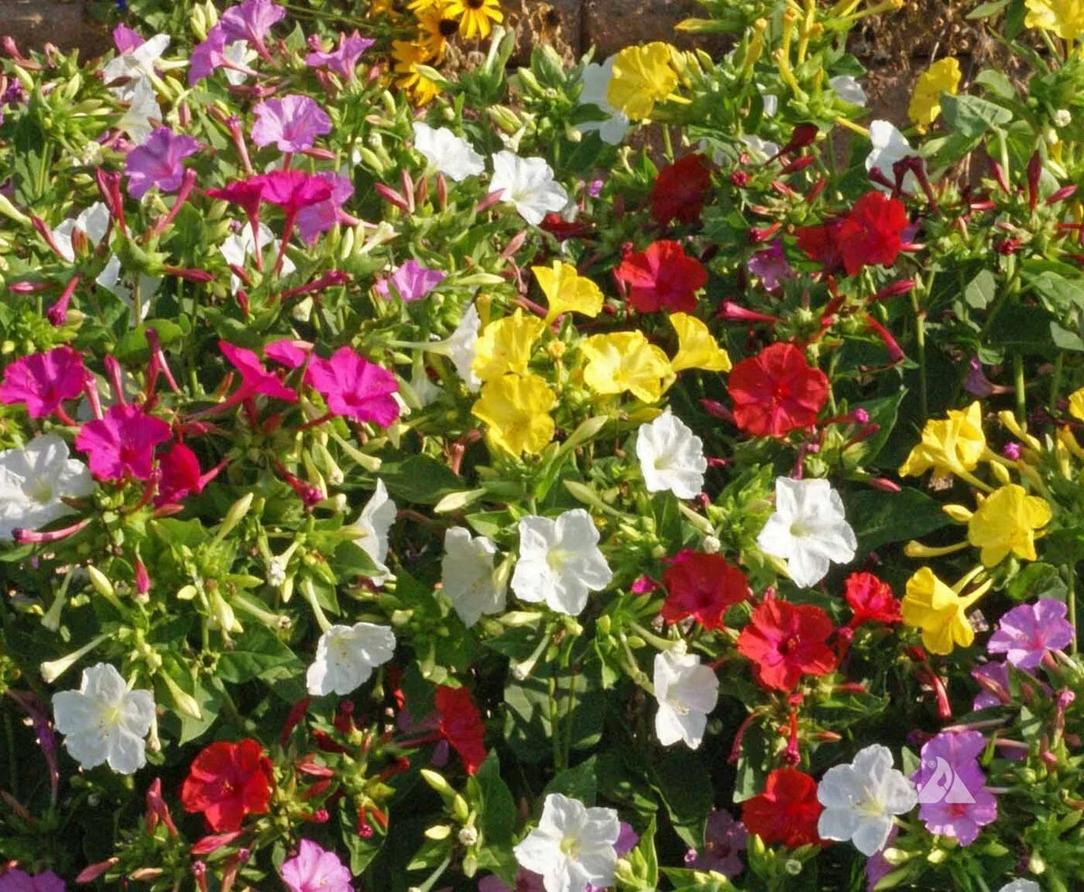 4 O'Clock Seeds Choice Mix - 30+ Non-GMO Heirloom Seeds, Colorful Blooms, Mirabilis jalapa, USA Grown